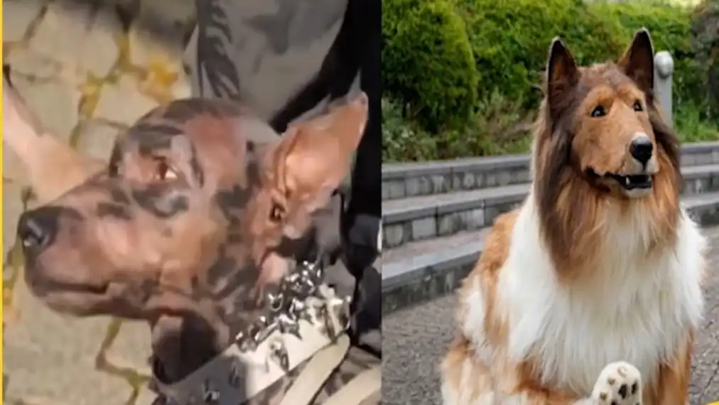 Japanese Man Dog Viral Video Fact Check