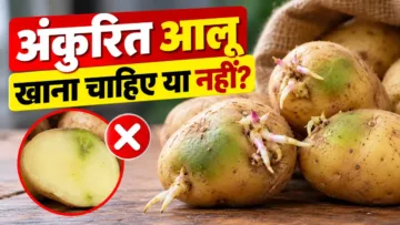 आलू में दिखे हरा रंग या अंकुर तो तुरंत कर दें किचन से बाहर? जानिए सेहत पर क्या पड़ सकता है असर